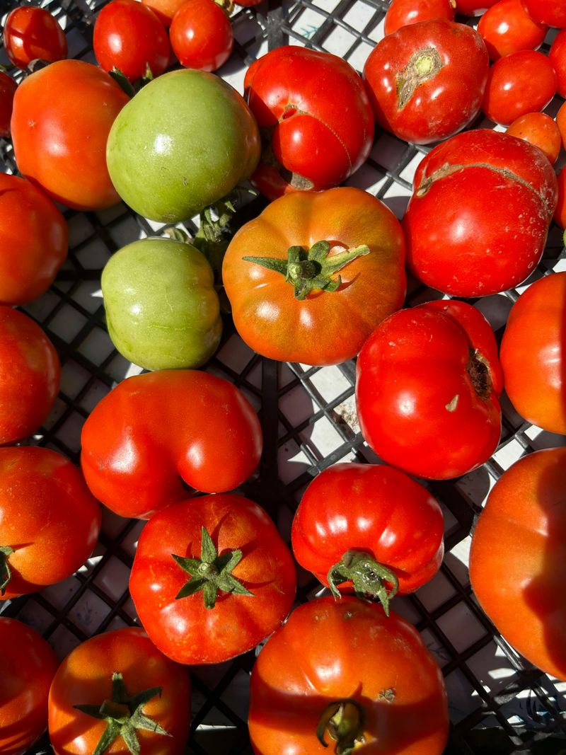 Tomatoes