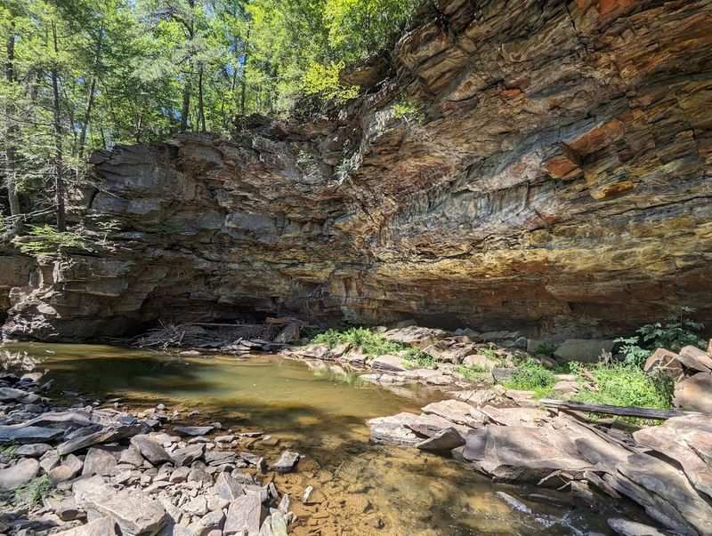 Trout Fishing in a Crystal-Clear Creek