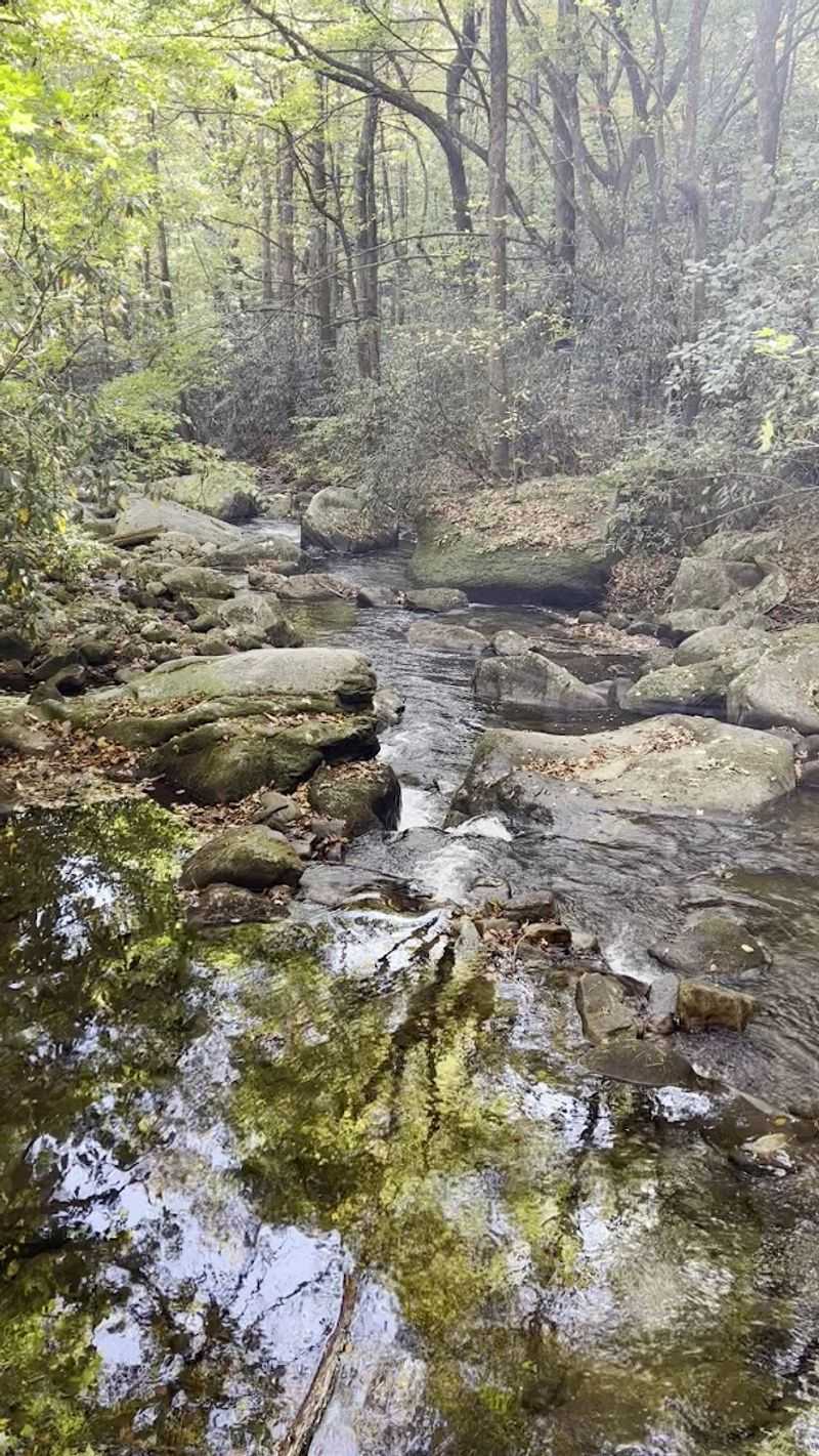 Trout Fishing in a Mountain Stream Setting