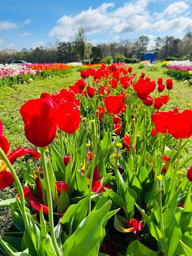 Tulip Fest: The Event Everyone Is Talking About Tulip Fest: The Event Everyone Is Talking About