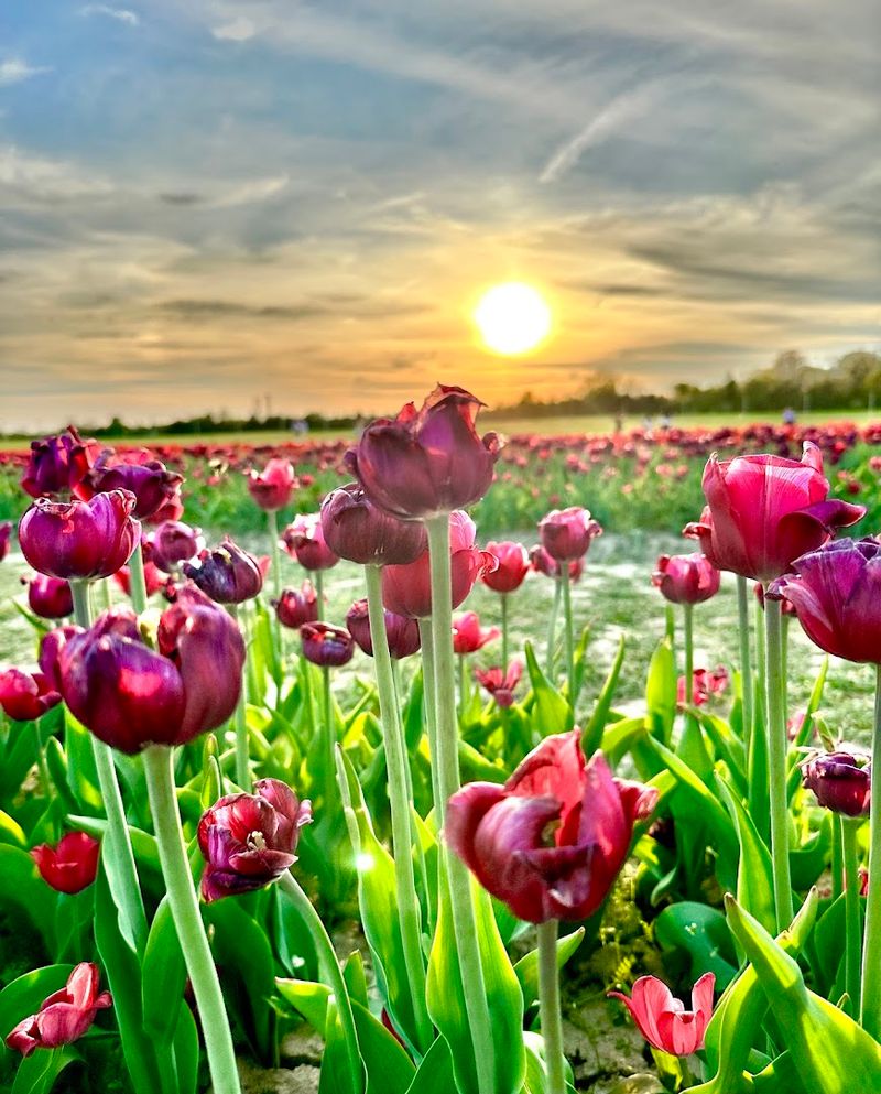 Tulip Festival That Rivals a European Spring