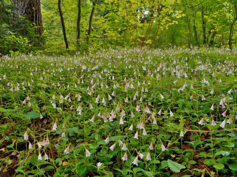 Twinflower