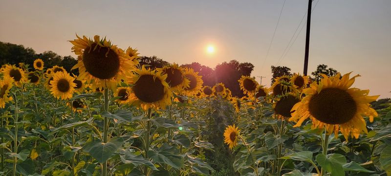 Van Gogh Vibes in the Heart of Ohio