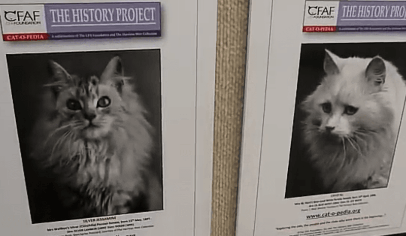 Vintage Cat Photographs Dating Back to the 1880s
