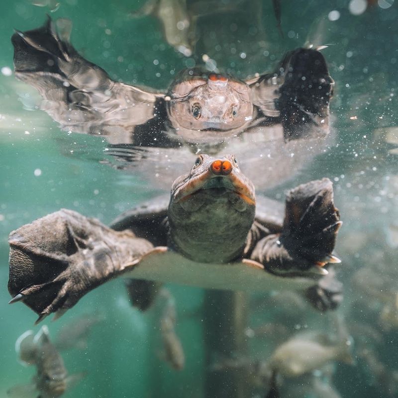 Virgil the Turtle: The Grotto's Most Famous Resident
