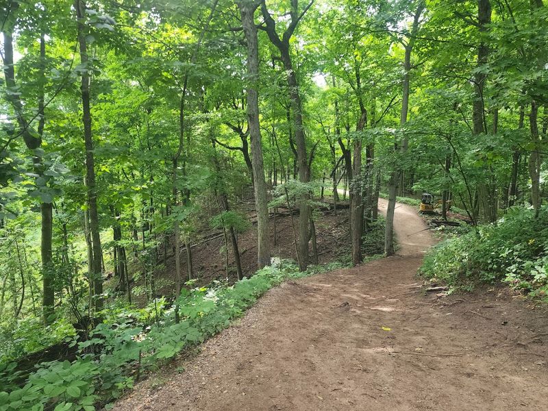 Walking Through the Hidden Forest