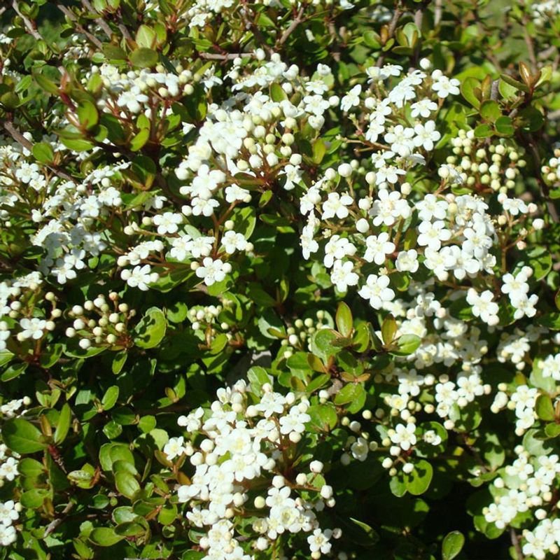 Walter's viburnum