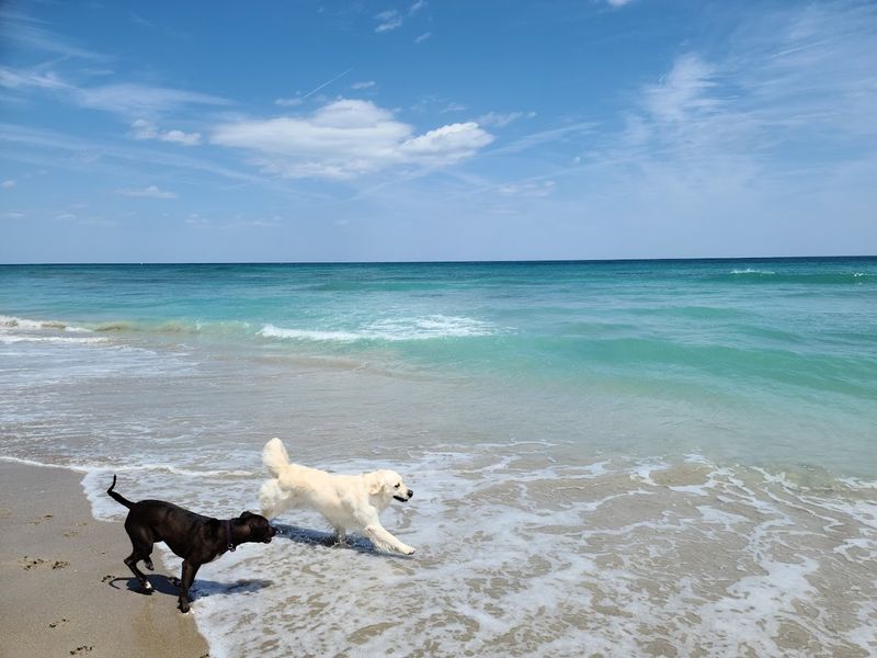 Walton Rocks Beach Dog Park - Jensen Beach, Florida