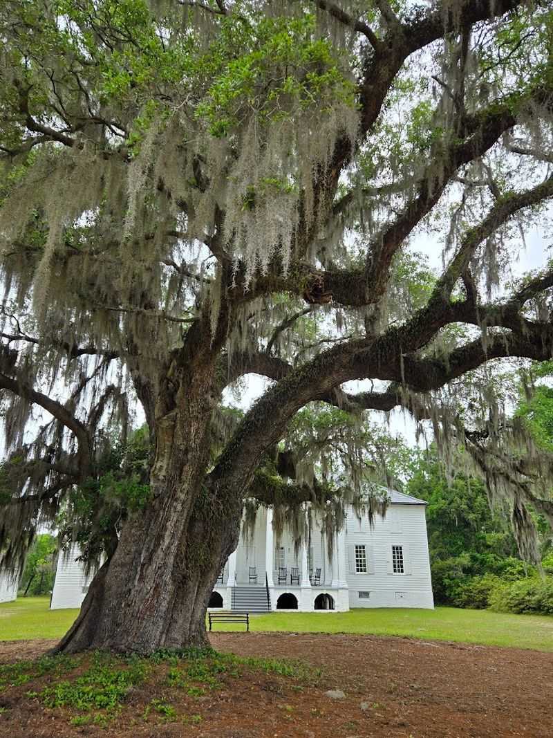 Washington's Oak: A Living Legend on the Lawn
