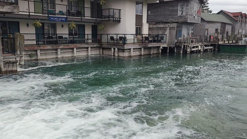 Watch Salmon Leap at the Leland River Dam