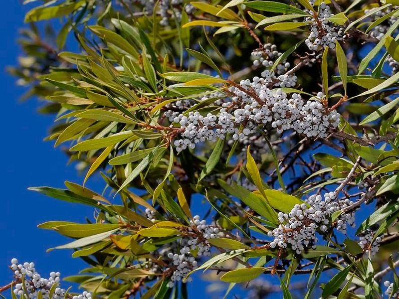 Wax myrtle