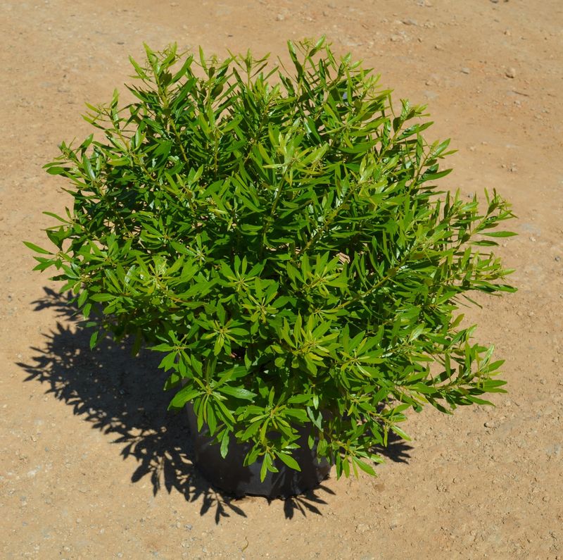 Wax myrtle