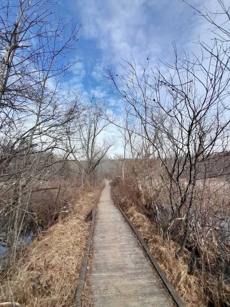 Wetlands and Boardwalks That Feel Like Another Planet