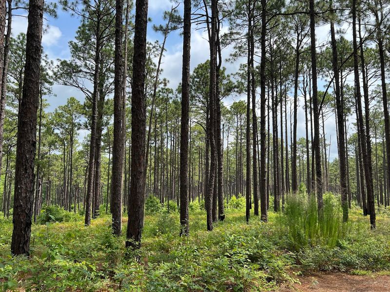 Weymouth Woods - Sandhills Nature Preserve - Southern Pines, North Carolina