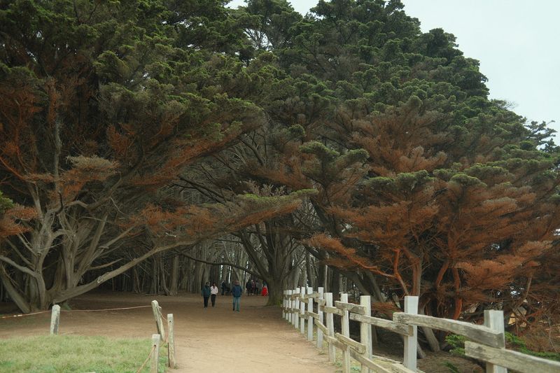 What Exactly Is the Seal Cove Cypress Tree Tunnel?