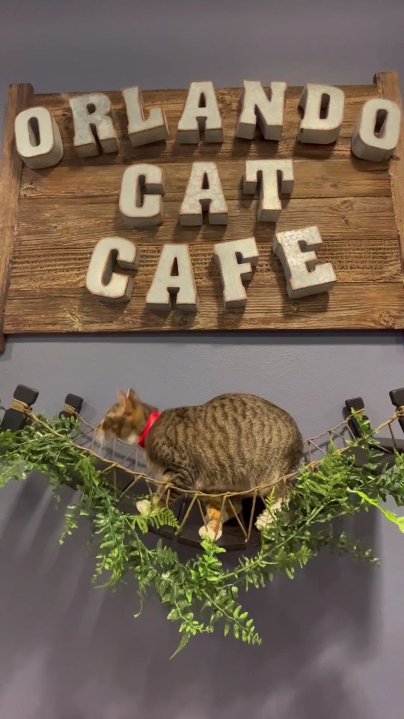 What Makes Orlando Cat Café Truly One of a Kind