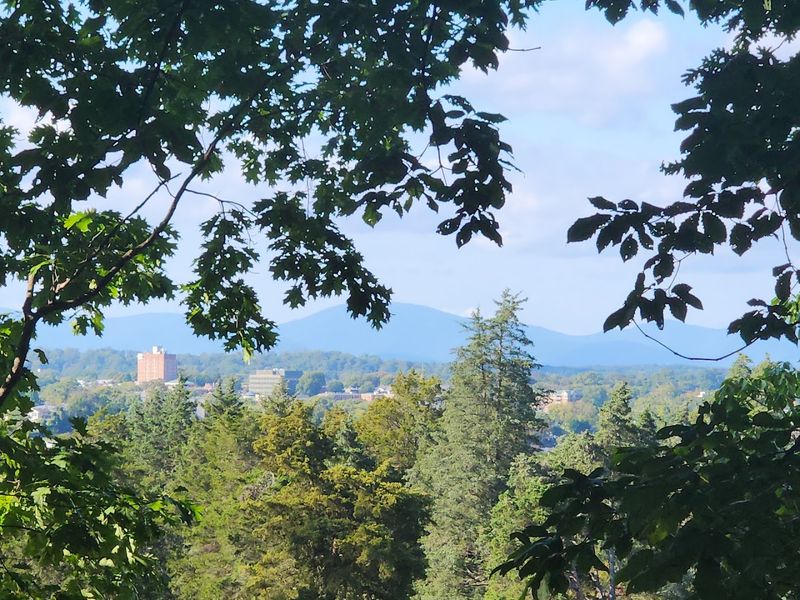 What the View Actually Looks Like Through the Trees What the View Actually Looks Like Through the Trees