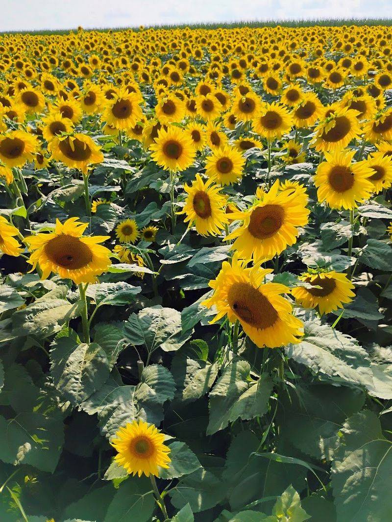 When to Visit: Peak Bloom Season at Hall Farms When to Visit: Peak Bloom Season at Hall Farms