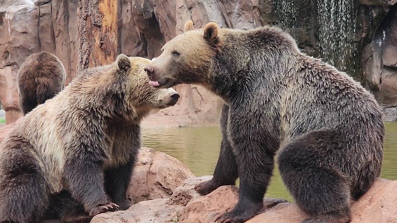 Why Bearizona Stands Out Among Arizona Attractions