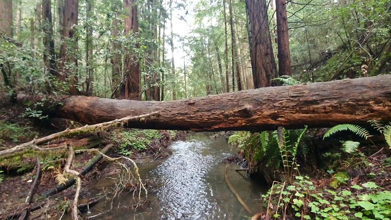 Why Butano State Park Deserves More Recognition