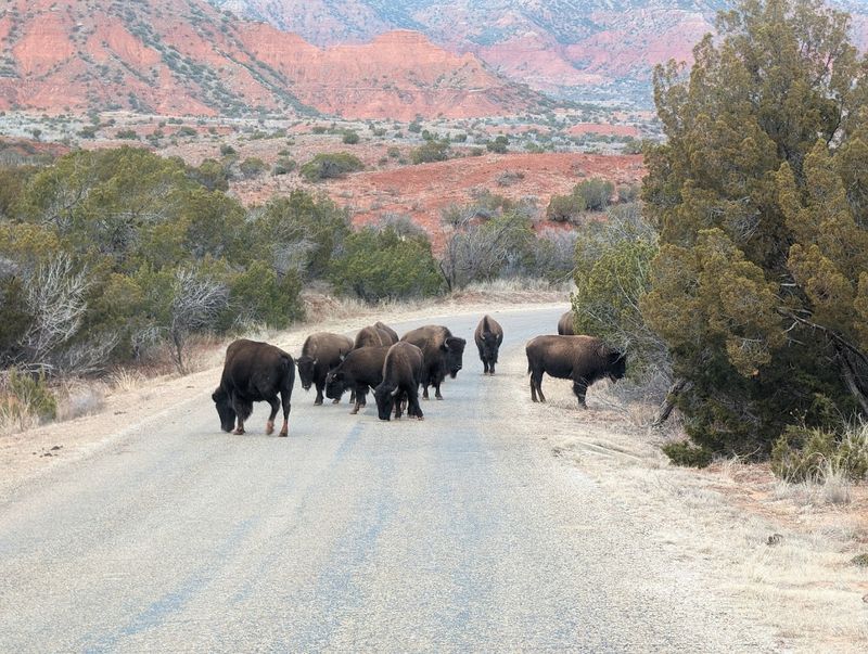Why Caprock Canyons Beats the Crowds at Palo Duro Why Caprock Canyons Beats the Crowds at Palo Duro