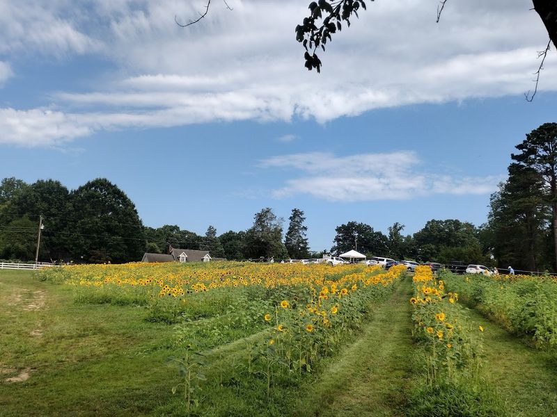 Why Dewberry Farm Keeps Visitors Coming Back Year After Year Why Dewberry Farm Keeps Visitors Coming Back Year After Year