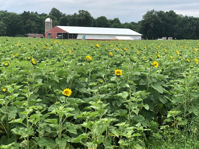 Why Hall Farms Deserves a Spot on Your Michigan Bucket List Why Hall Farms Deserves a Spot on Your Michigan Bucket List