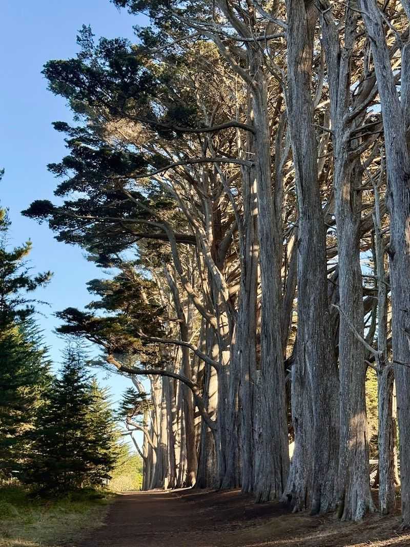 Why the Cypress Trees Grow in This Magical Shape