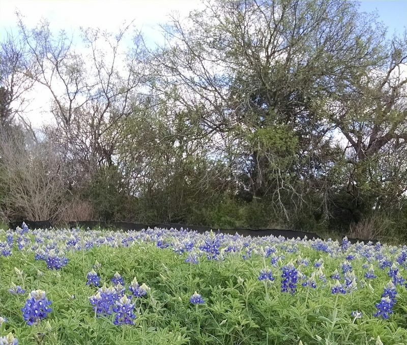 Wildflower Watching Along Texas 45 Corridor