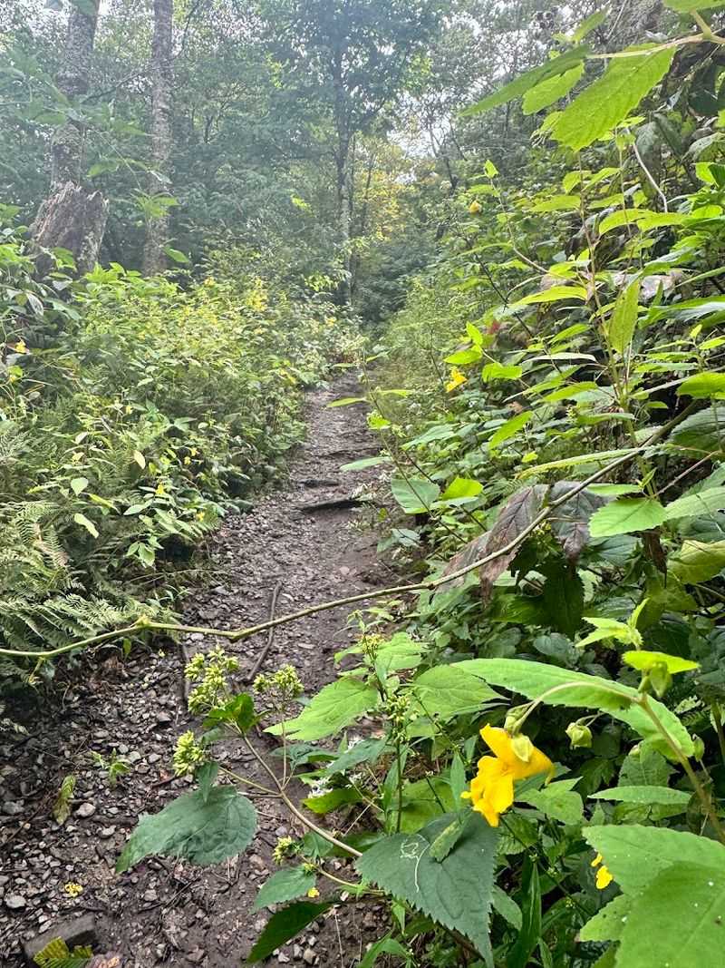 Wildflowers Along the Trail: A Springtime Surprise