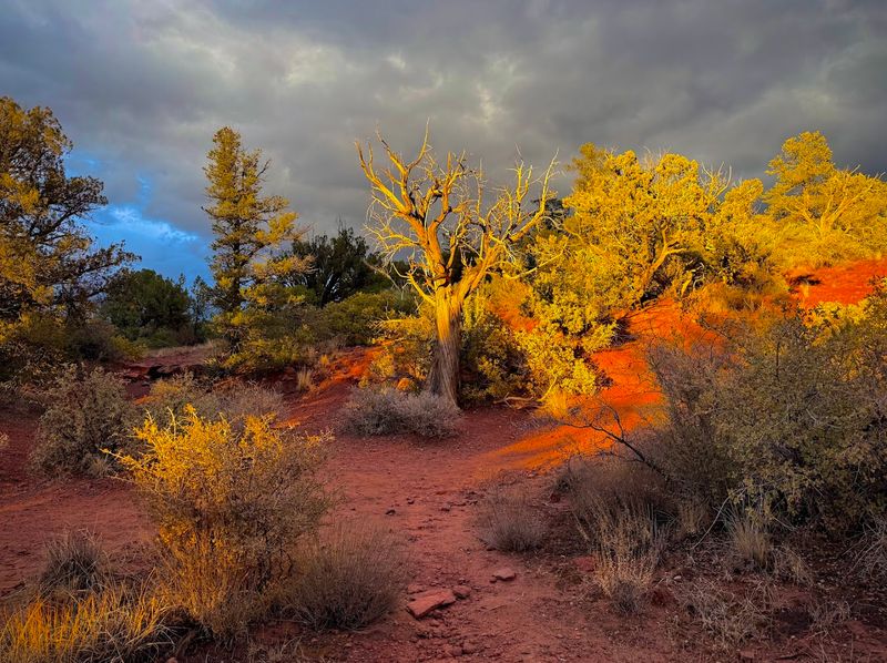 Wildflowers and Desert Scenery Along the Path Wildflowers and Desert Scenery Along the Path