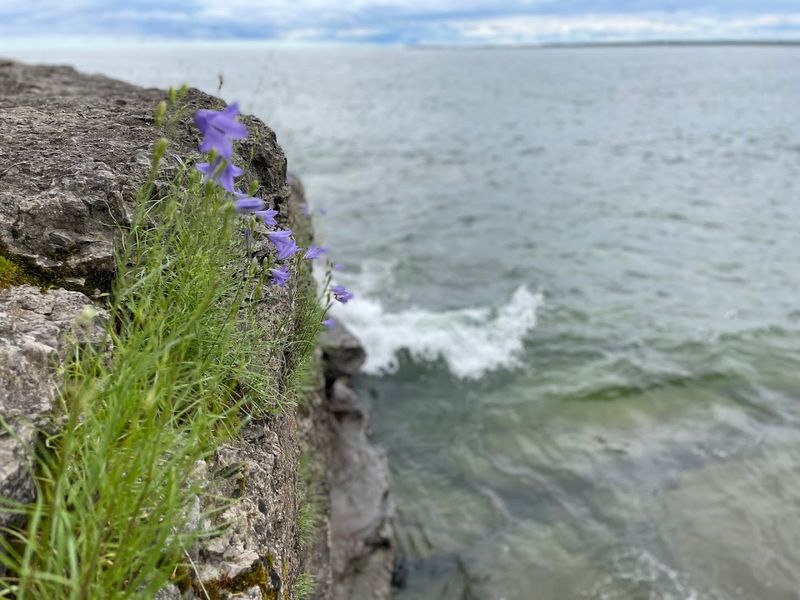 Wildflowers and Natural Beauty Through Every Season