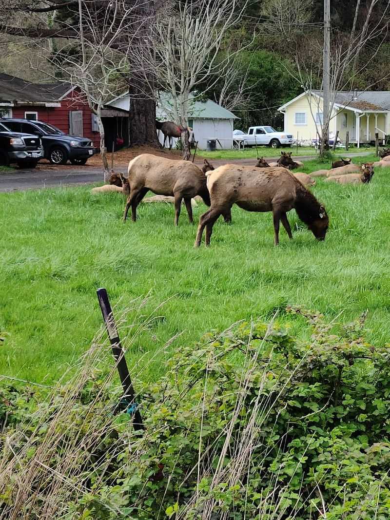 Wildlife Beyond the Elk — A Biodiversity Hotspot