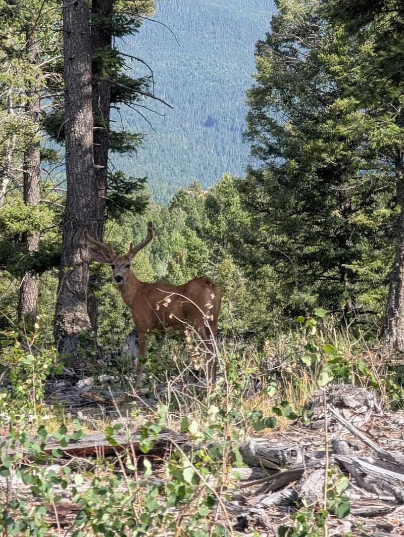 Wildlife Encounters Around Every Bend