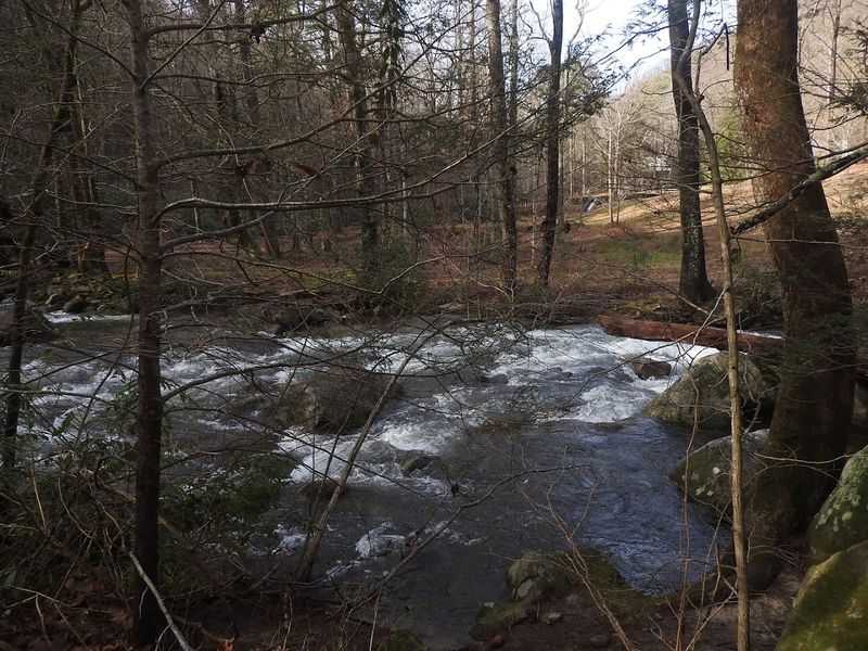 Wildlife Encounters: Black Bears, Snakes, and Mountain Surprises