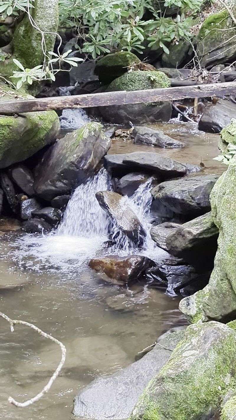 Wildlife Encounters: Black Bears and More