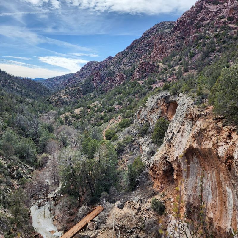 Wildlife Encounters: Javelinas and Canyon Creatures