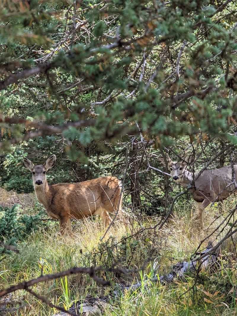 Wildlife Encounters That Feel Almost Magical
