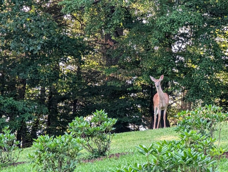 Wildlife Encounters That Feel Like Pure Magic