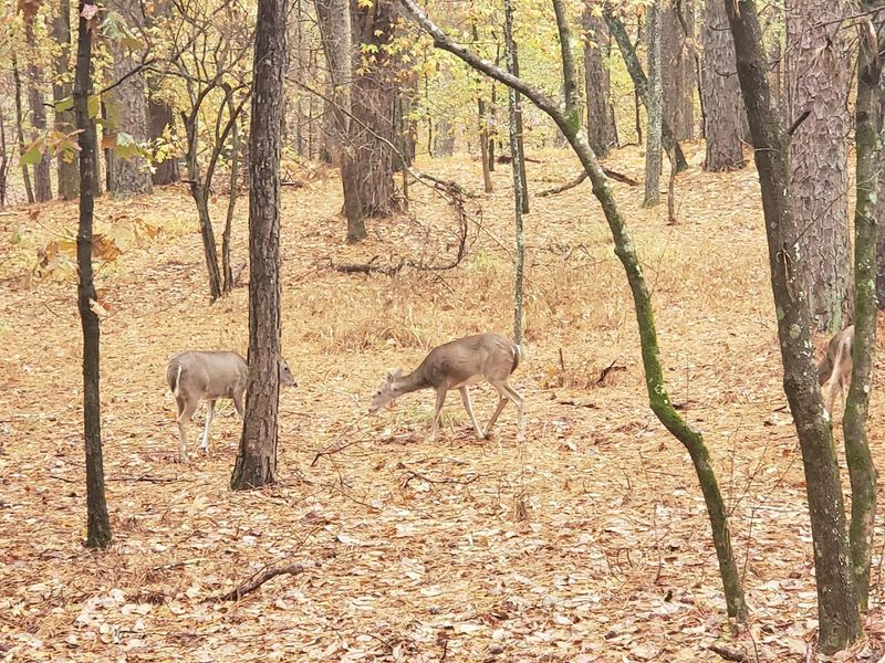 Wildlife Encounters That Make Every Visit Memorable