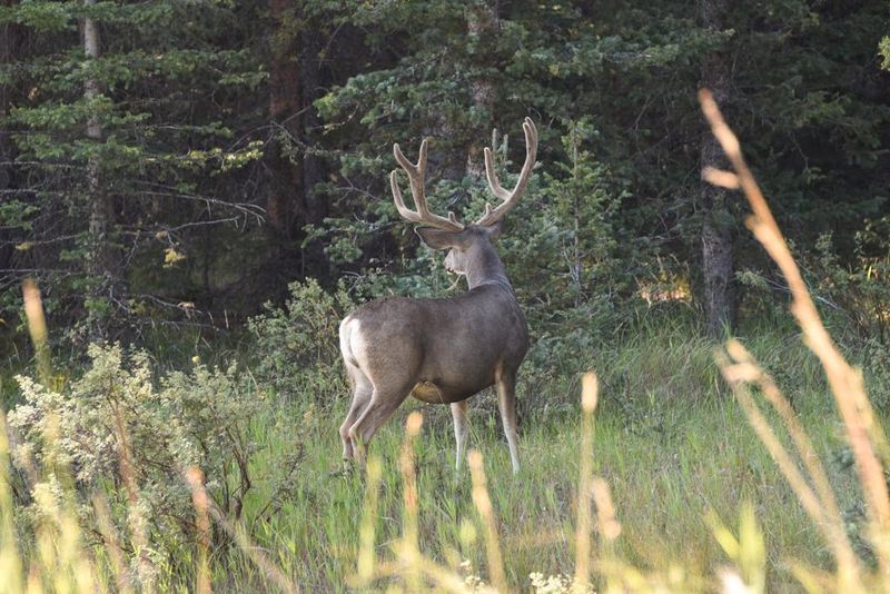 Wildlife Encounters That Stop You in Your Tracks