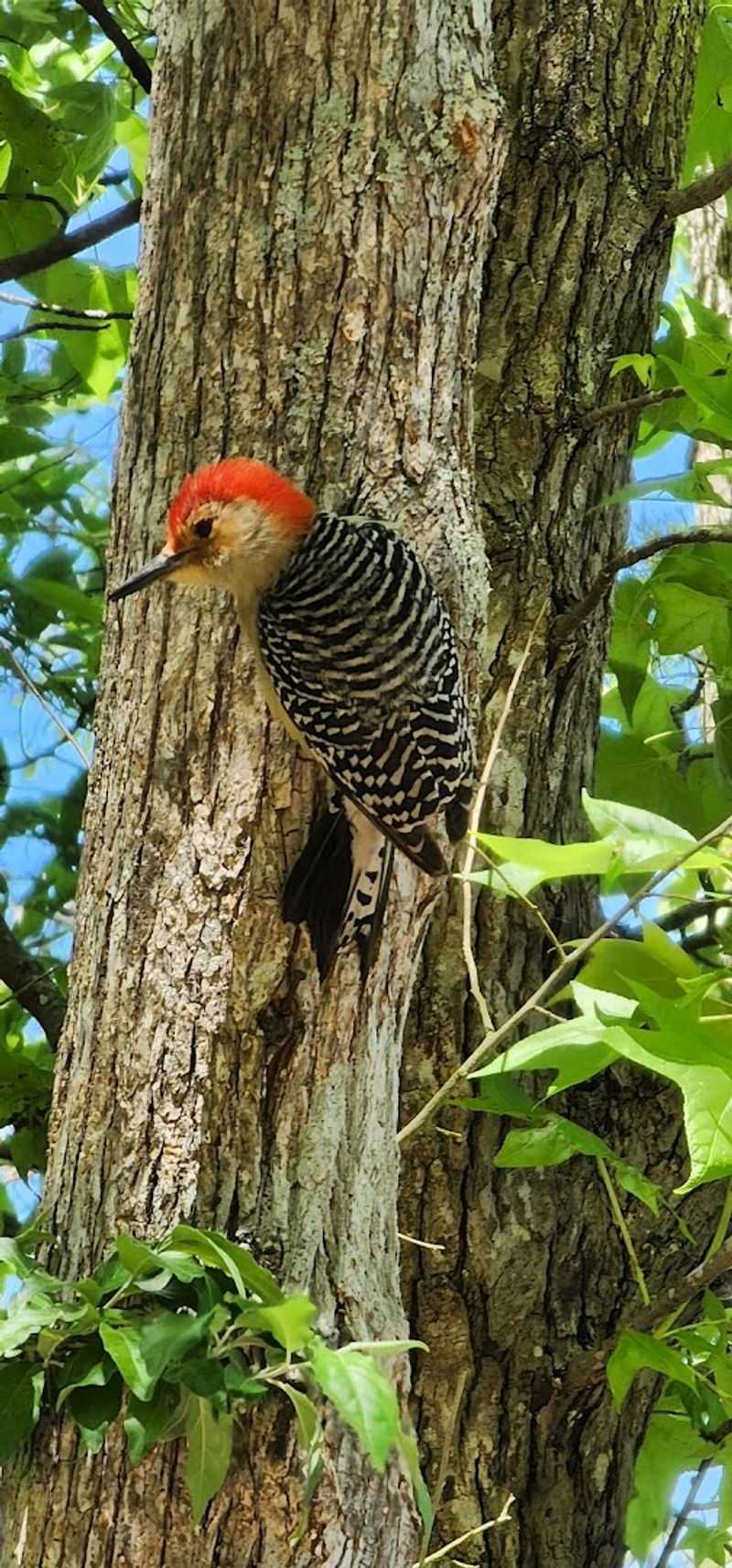 Wildlife Encounters That Surprise and Delight