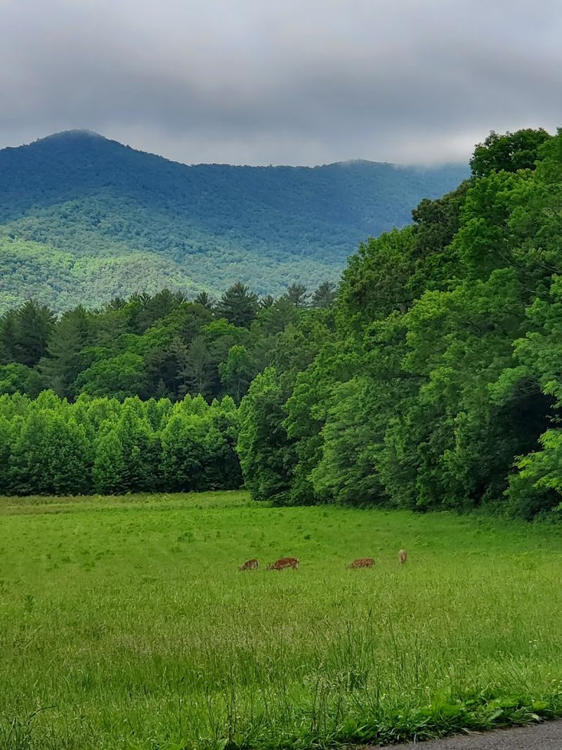 Wildlife Encounters You Simply Cannot Plan For