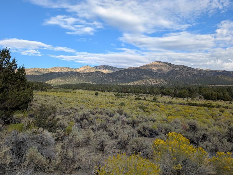 Wildlife Encounters on the Open Range