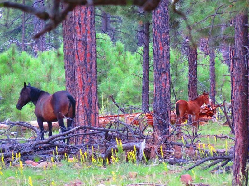 Wildlife Encounters on the Rim