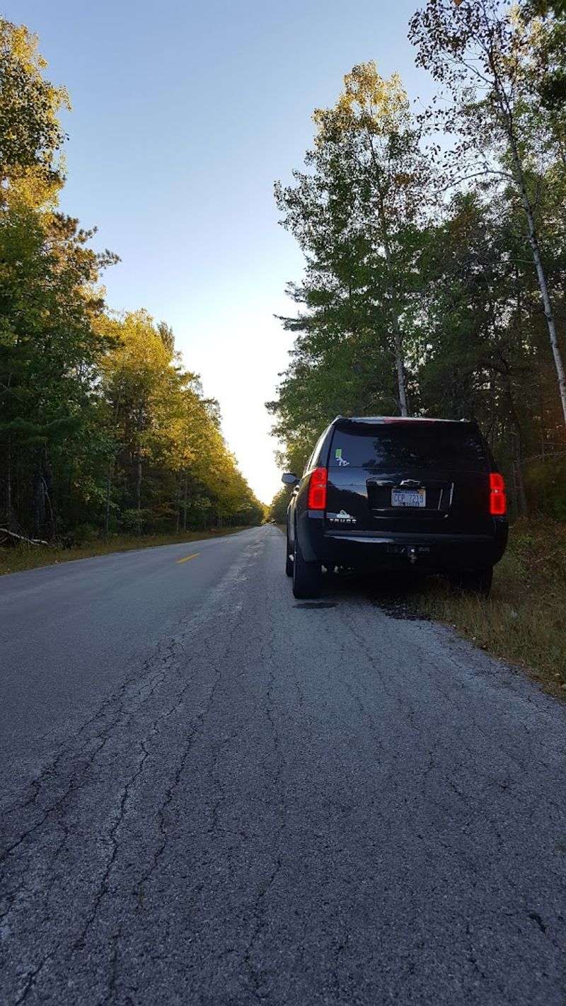 Wildlife Sightings That Make the Drive Feel Wild