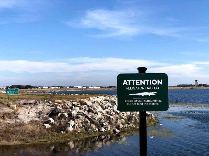 Wildlife Spotting — Turtles, Birds, and Maybe Alligators