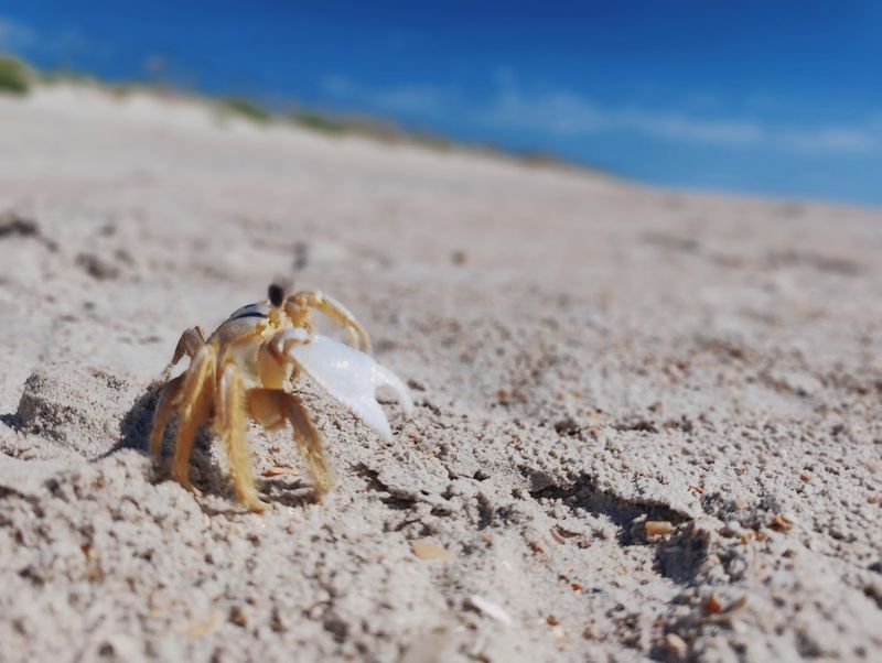 Wildlife That Will Genuinely Surprise You