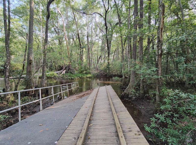 Wildlife Viewing Throughout the Park