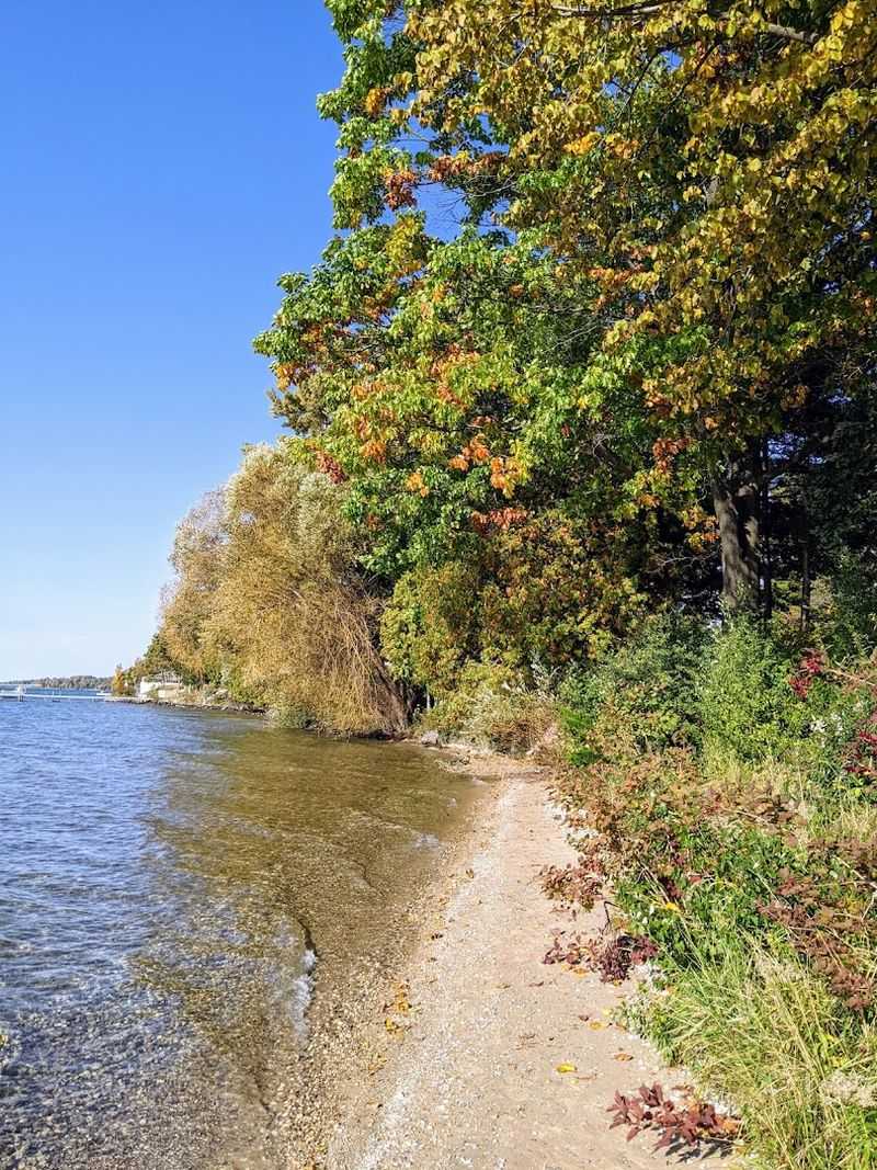 Wildlife Watching Along the Forested Shoreline